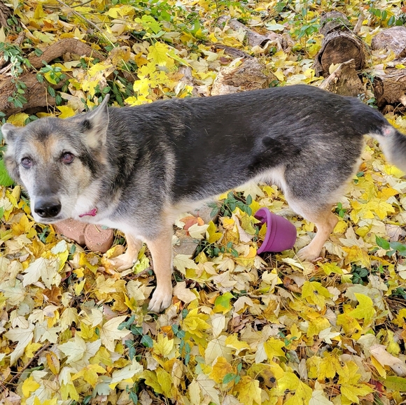 Bulgari trifold wallet-Newly restored authentic black Bulgari *HOST PICK* - Picture 7 of 15